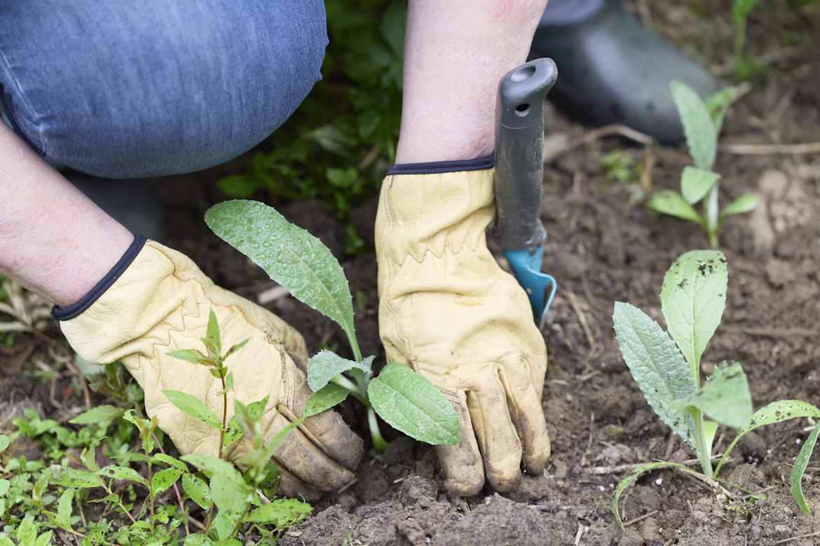 Farmer Planting