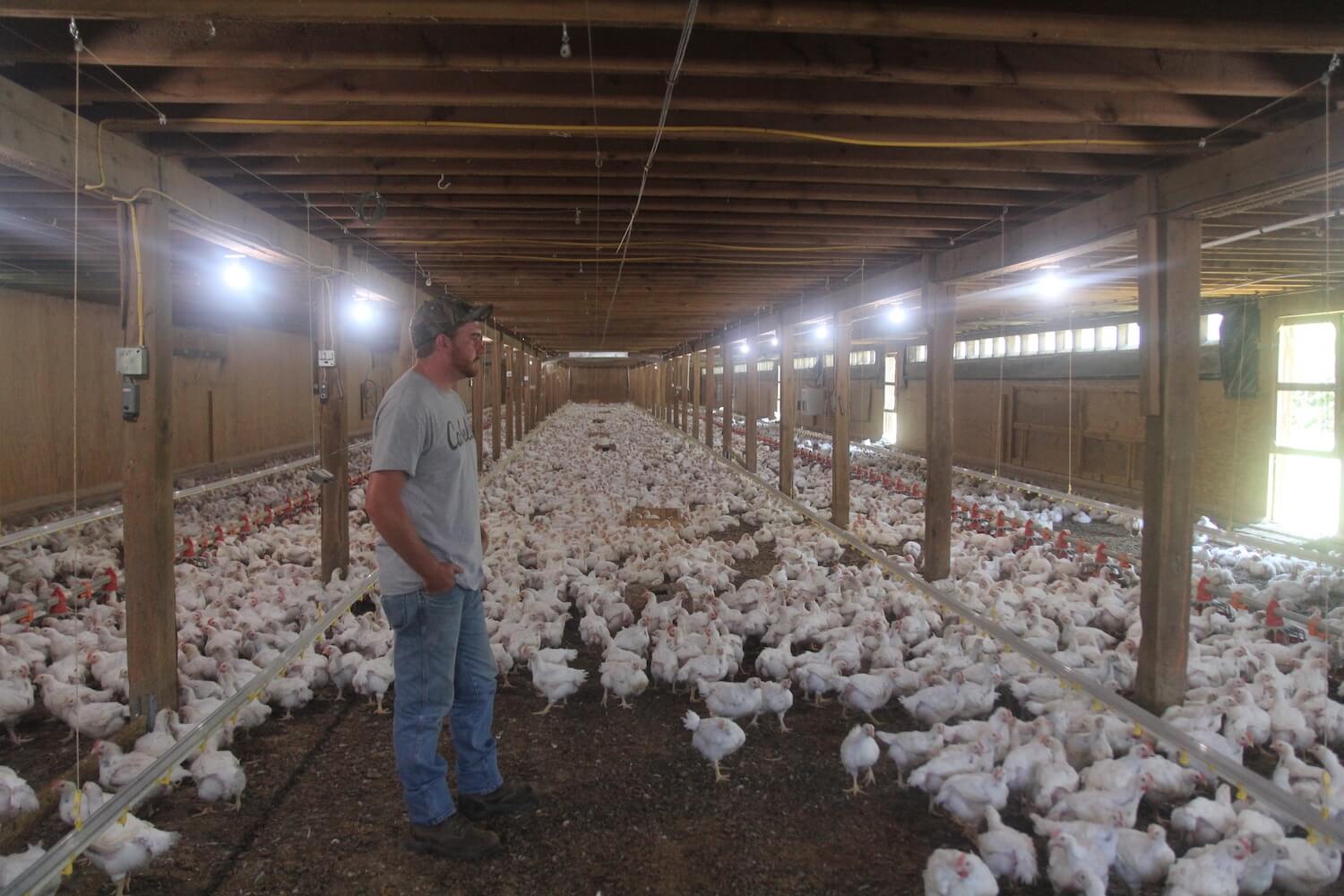 Poultry Farm Owner
